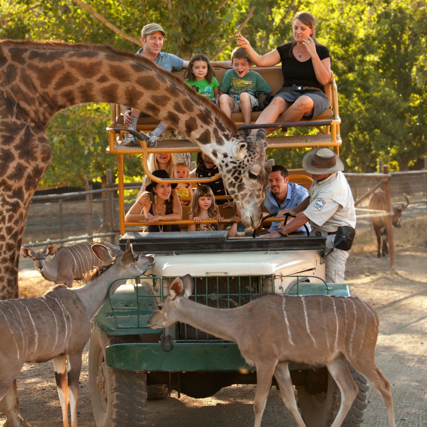 Safari West